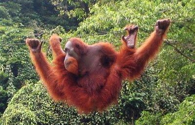 Tawang Kaziranga Shillong Tour Package